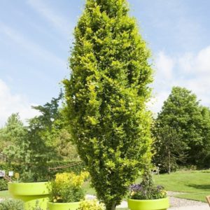 Fagus sylvatica 'Dawyck Gold'