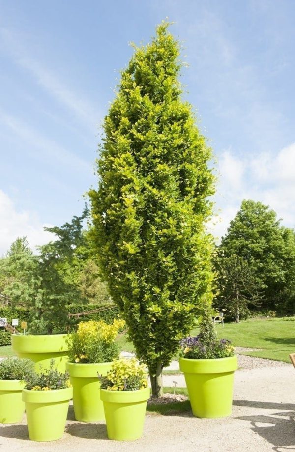Fagus sylvatica 'Dawyck Gold'