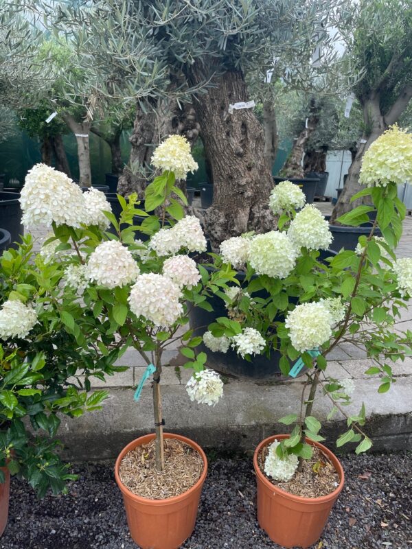 Hydrangea 1/4 Standard Trees - Image 3