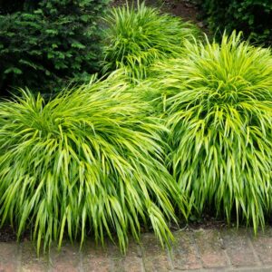 Hakonechloa macra 'All Gold'