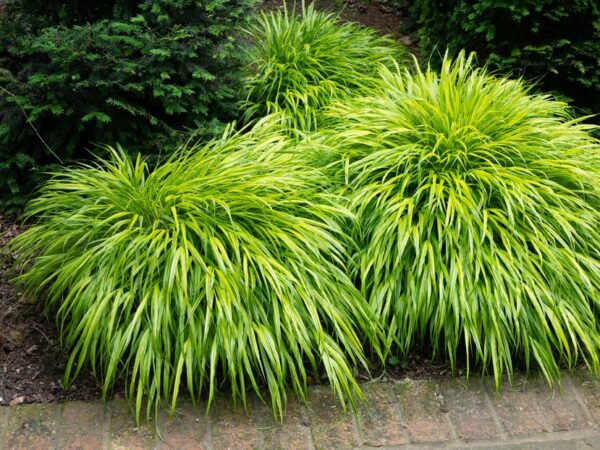Hakonechloa macra 'All Gold'