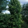 Fagus sylvatica Dawyck Green - 10-12cm girth, 2-2.5m tall, Rootballed