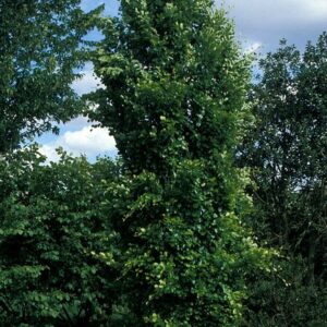 Fagus sylvatica Dawyck Green