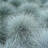 Festuca glauca - 2L