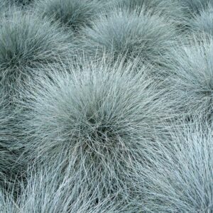 Festuca glauca