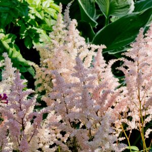 Astilbe Peach Blossom