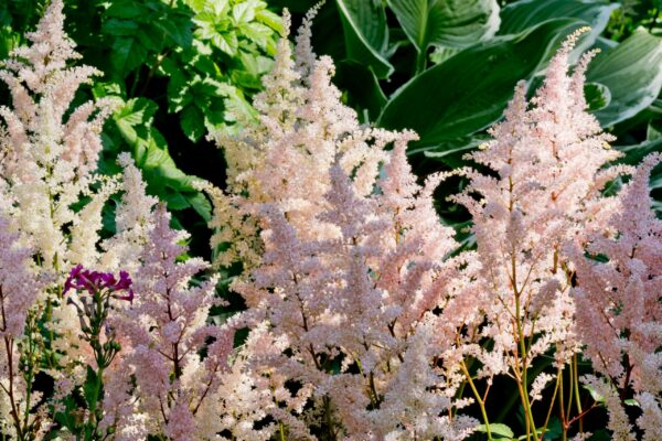 Astilbe Peach Blossom