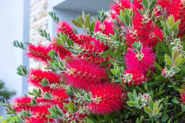 Callistemon Citrinus Splendens
