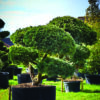 Pinus strobus Radiata Cloud Pruned Specimen