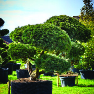 Pinus strobus Radiata Cloud Pruned Specimen