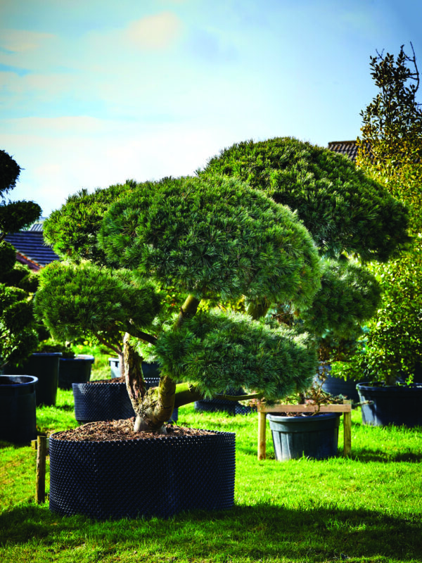 Pinus strobus Radiata Cloud Pruned Specimen