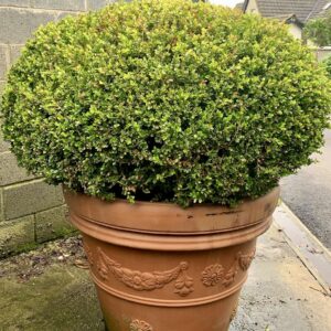 Buxus sempervirens / Box Oval