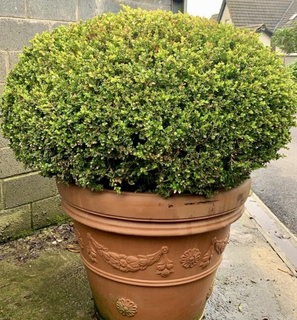 Buxus sempervirens / Box Oval