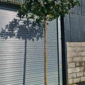 Morus alba - Roof Form