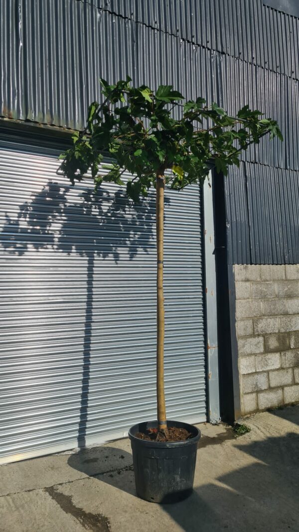 Morus alba - Roof Form