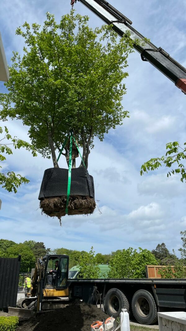 Zelkova serrata Multistem Specimens - Image 2