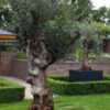 Fibreglass Buxus Planters - Image 2