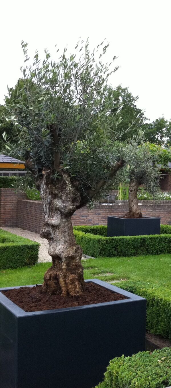 Fibreglass Buxus Planters - Image 2