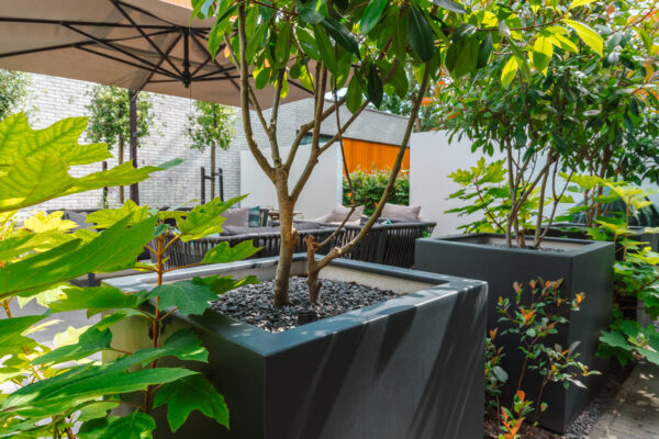Fibreglass Buxus Planters - Image 3