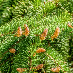 Abies nordmanniana / Nordmann Fir