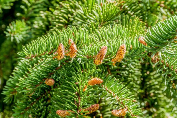 Abies nordmanniana / Nordmann Fir