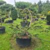 Abies nordmanniana Bonsai - 230L airpot, 150-175cm tall