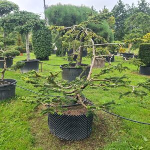 Abies nordmanniana Bonsai