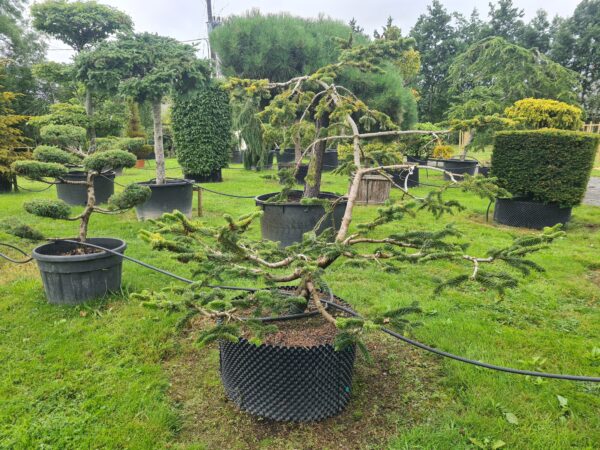 Abies nordmanniana Bonsai