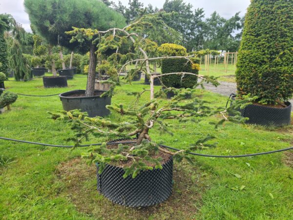 Abies nordmanniana Bonsai - Image 2