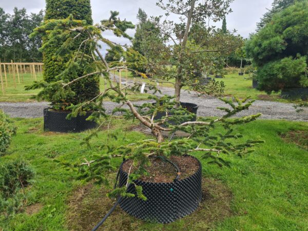 Abies nordmanniana Bonsai - Image 3
