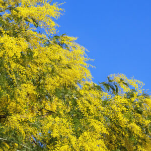 Acacia dealbata / Mimosa Tree
