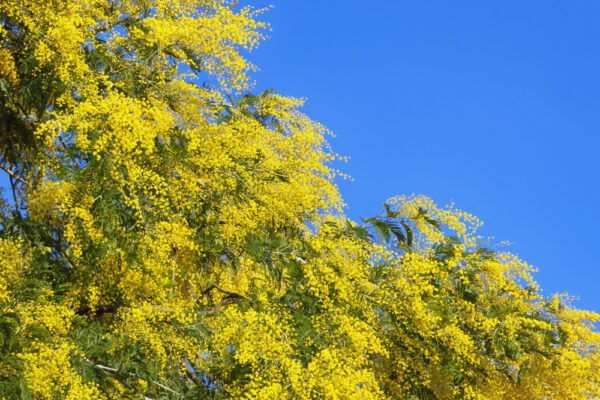 Acacia dealbata / Mimosa Tree