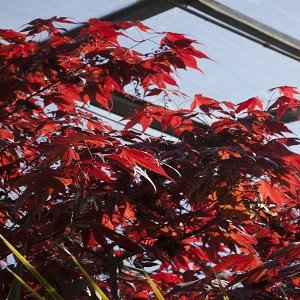 Acer palmatum Atropurpureum