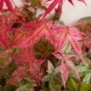 Acer palmatum 'Beni Maiko' - 20L 100-125cm