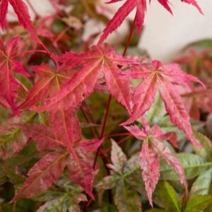 Acer palmatum 'Beni Maiko'