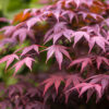 Acer palm. Bloodgood - 15L 120-150cm