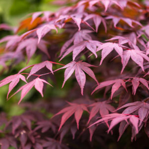 Acer palm. Bloodgood