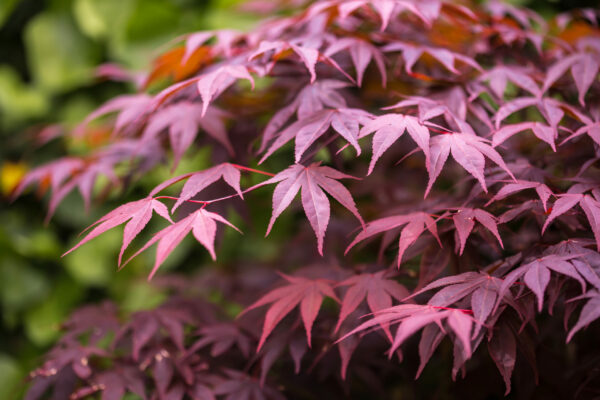 Acer palm. Bloodgood