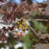 Acer Crimson King / Red Norway Maple - 10-12cm girth, 3-3.5m tall, Standard, Rootballed