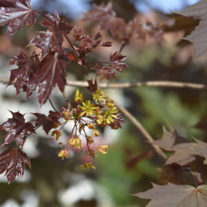 Acer Crimson King / Red Norway Maple