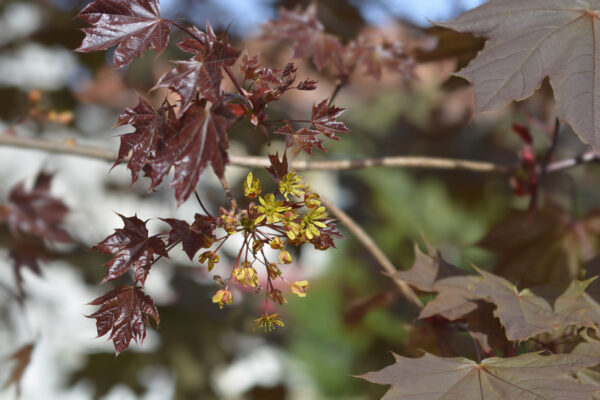 Acer Crimson King / Red Norway Maple