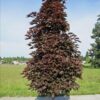 Acer platanoides 'Crimson Sentry' - Image 2