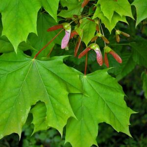 Acer platanoides 'Emerald Queen'