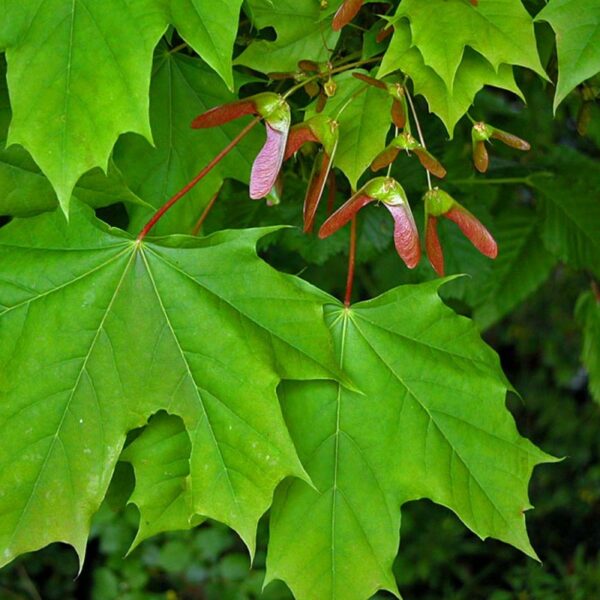 Acer platanoides 'Emerald Queen'