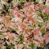 Acer negundo Flamingo - 35L 10-12cm girth, Standard