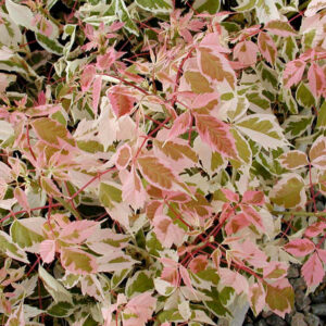 Acer negundo Flamingo