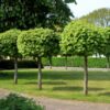 Acer Globosum - 180L 20-25cm Standard tree