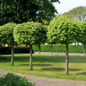 Acer Globosum