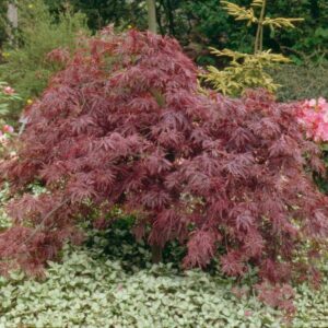 Acer palmatum Inaba Shidare / Japanese Maple