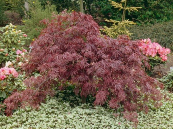 Acer palmatum Inaba Shidare / Japanese Maple